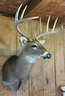 8.1.18 10Pt Buck