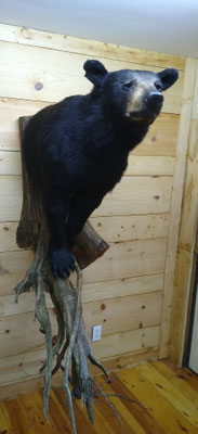 03/26/20 Bear Half Lifesize (6)