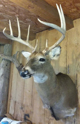 8.1.18 10Pt Buck