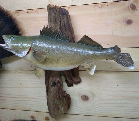 06.19.20 Walleye (01)