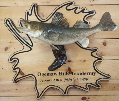 06.07.21 Walleye (1)