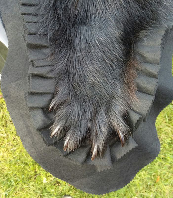 09.13.19 Black Bear Rug (8)
