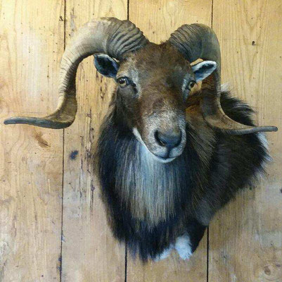 07.26.19 mouflon ram (3)