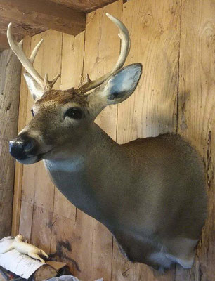 09.30.18 9 Pt Buck #1 (1)