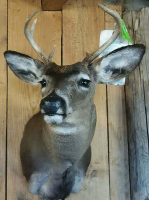 2.27.18 8 Point Buck