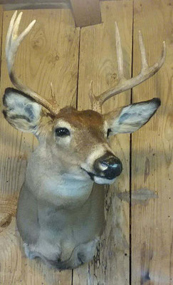 5.4.18 8Pt Buck