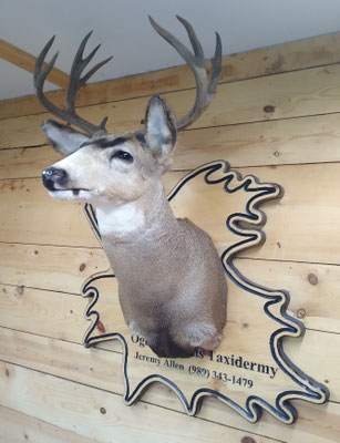 09/28/20 Mule Deer (3)
