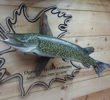 01.26.20 Pike (1)