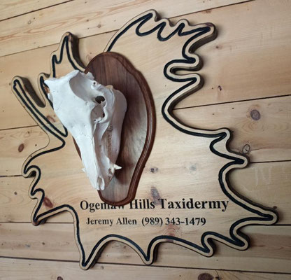 06.10.21 Euro mount Pig (2)