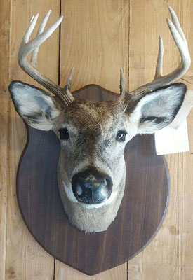 4.25.18 9Pt Buck