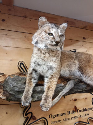 03.12.21 Bobcat (1)