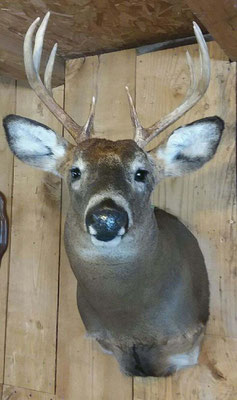 3.15.18 8Pt Buck