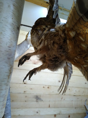 07.26.20 Ruffed Grouse (4)