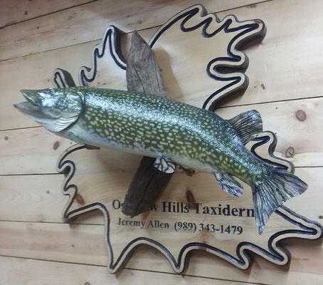 01.26.20 Pike (2)