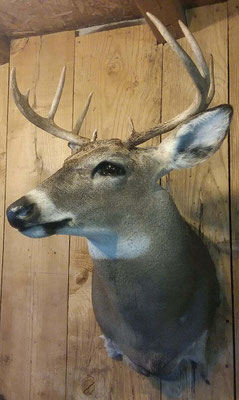09.30.18 9 Pt Buck #2 (2)