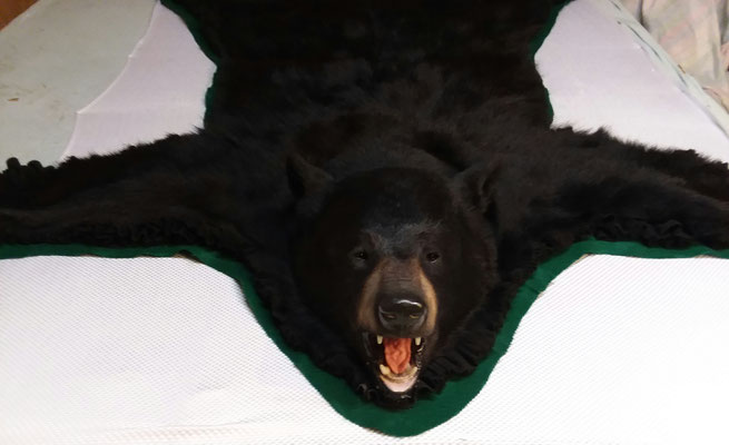 11.07.18 Black Bear (3)