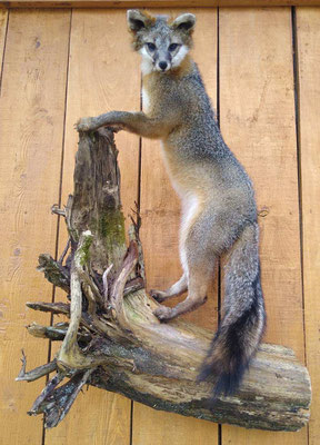06.19.20 Fox Mount (02)