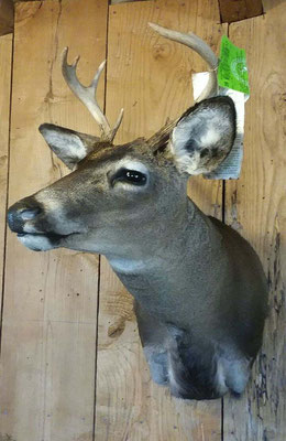 2.27.18 8 Point Buck