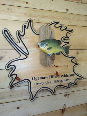 06.19.20 Bluegill (03)