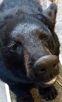 4.30.18 MI Black Bear