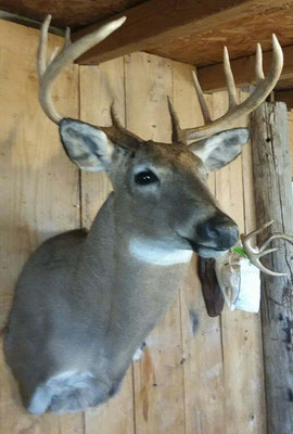 2.27.18 10 Point Buck