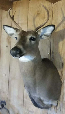 2.27.18 4 Point Buck
