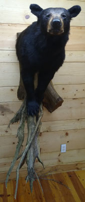03/26/20 Bear Half Lifesize (1)
