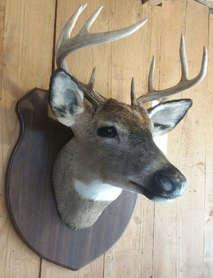 4.25.18 9Pt Buck
