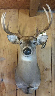8.31.18 8Pt Buck (3) 
