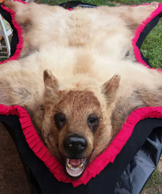 09.12.19 Black Bear (7)