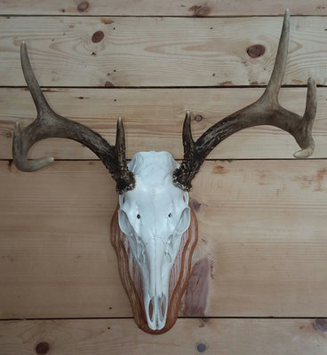 02.24.20 Euro Mount (2)