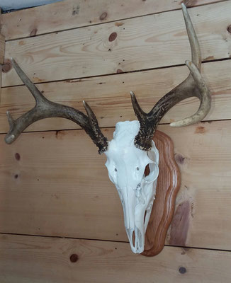 02.24.20 Euro Mount (3)