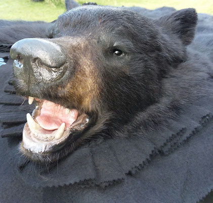 09.13.19 Black Bear Rug (2)