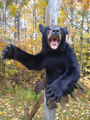 10/04/20 Bear Half Lifesize (4)