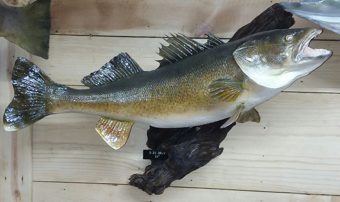 01.26.20 Walleye