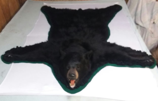 11.07.18 Black Bear (1)
