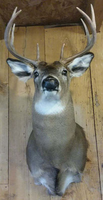 9 Point Buck #1 8/12/18