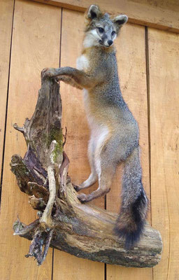 06.19.20 Fox Mount (01)