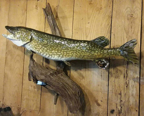 12.23.18 Pike (4)