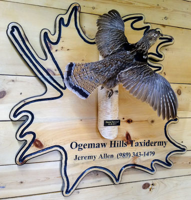 07.26.20 Ruffed Grouse (2)