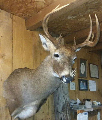07.26.19 Buck with quills (3)