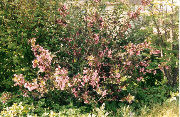 Deutzia x Kalmiiflora