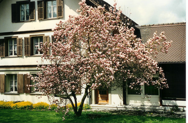 Magnolia Soulangiana Hybrieden
