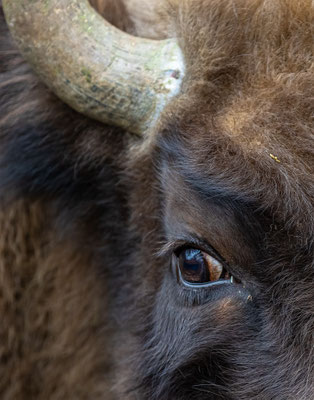 Wiesent Tierpakt Arth Goldau, momente-der-schoepfung.ch