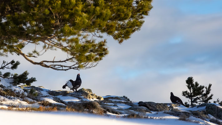 Birkhahn, momente-der-schoepfung.ch