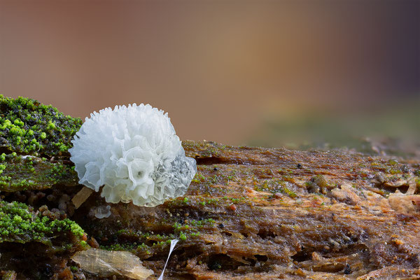 Myxomyceten Schleimpilz, Ceratiomyxy fruticulosa, ABM3:1, momente-der-schoepfung.ch