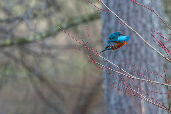Eisvogel, momente-der-schoepfung.ch