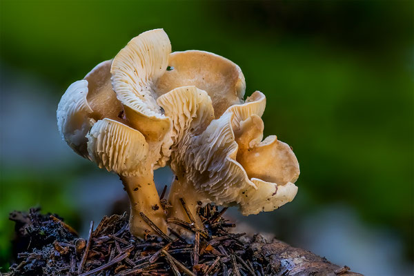 Pilz unbekannt, momente-der-schoepfung.ch