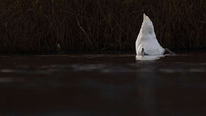Höckerschwan, momente-der-schoepfung.ch