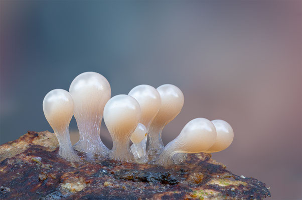Myxomyceten Schleimpilz, ABM3:1, momente-der-schoepfung.ch